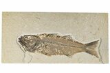 Uncommon Fish Fossil (Mioplosus) - Wyoming #198388-1